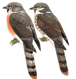 杜鹃鸟高级引流方法,借鸡生蛋玩转流量的图片 引流方法