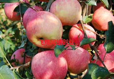 揭秘微信卖水果赚钱项目,宝妈学生党可兼职操作的图片 第7张 兼职 第7张