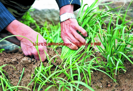 揭秘免费公益培训割韭菜的套路的图片 割韭菜